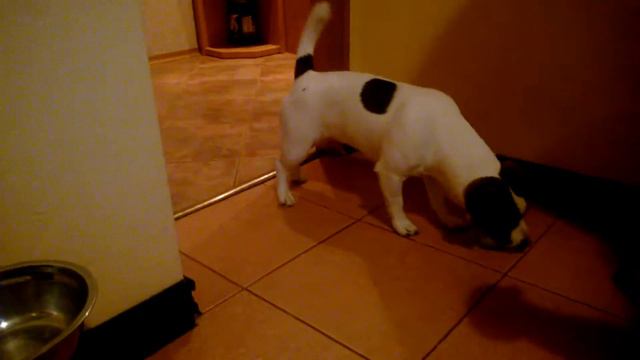 ДЖЕК РАССЕЛ ТЕРЬЕР смотреть онлайн