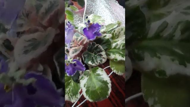 Фиалка ЛЕ-Галатея смотреть онлайн