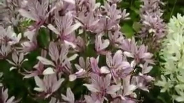 Gas Plant - dictamnus albus