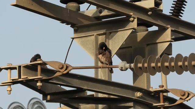Nice birds starling myna ?️ Красивые птицы скворцы Майна. смотреть онлайн