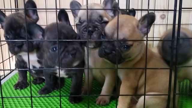Французские бульдожки смотреть онлайн
