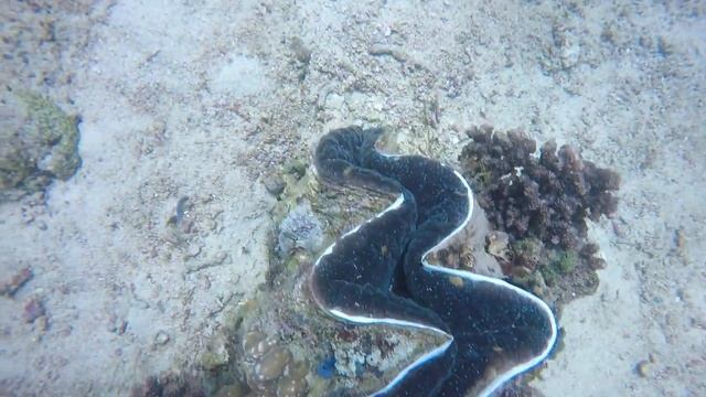 Гигантские устрицы. Филиппины, Миндоро смотреть онлайн