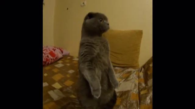 Кот на задних лапах // Сat on hind legs// Cat - Meerkat смотреть онлайн