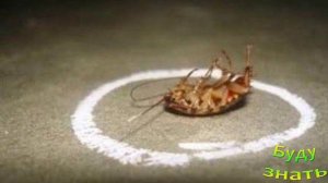 ИЗБАВИТЬСЯ  от тараканов поможет БОРНАЯ КИСЛОТА