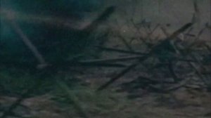 Карл Саган   Бледно голубая точка(1994г.)