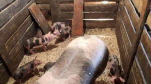 Свиноматки породы пьетрен макстер