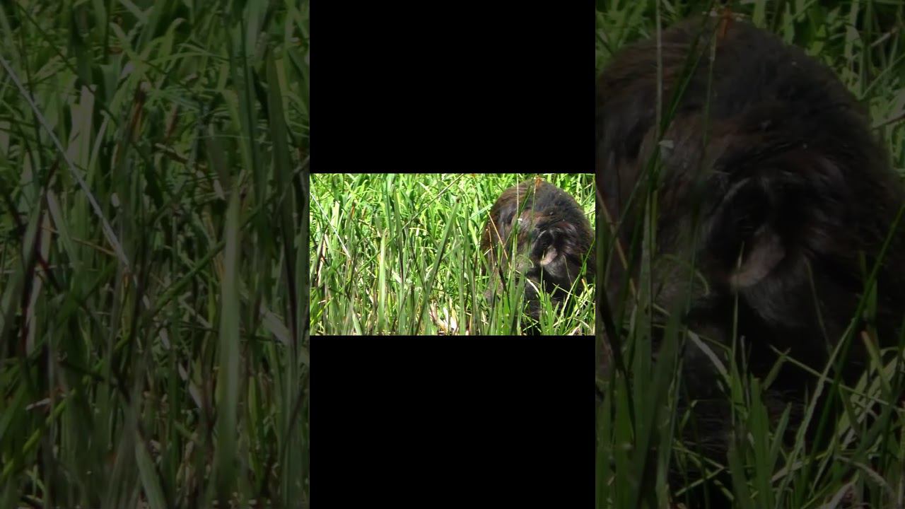 С ТАКИМ ЛУЧШЕ НЕ ВСТРЕЧАТЬСЯ! смотреть онлайн