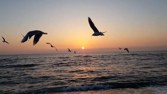 Чайки на восходе солнца смотреть онлайн