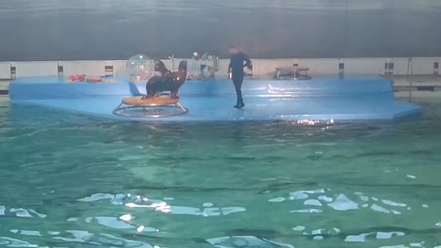 Дельфинарий Санкт-Петербурга