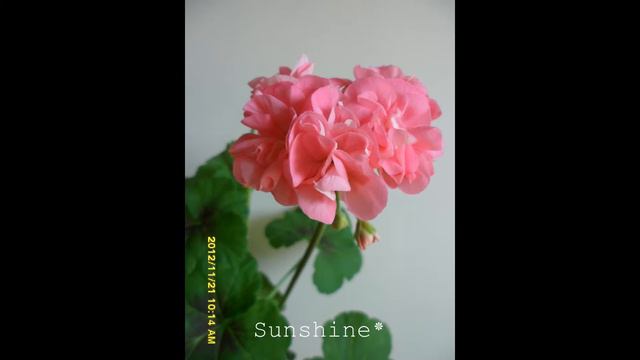 28. Sweet Jess 1. 로즈버드 스윗제스 Pelargonium смотреть онлайн