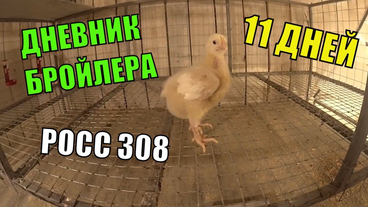 Цыплята бройлера РОСС 308 ( 11 СУТОК) Динамика роста, кормление 10 голов продал смотреть онлайн