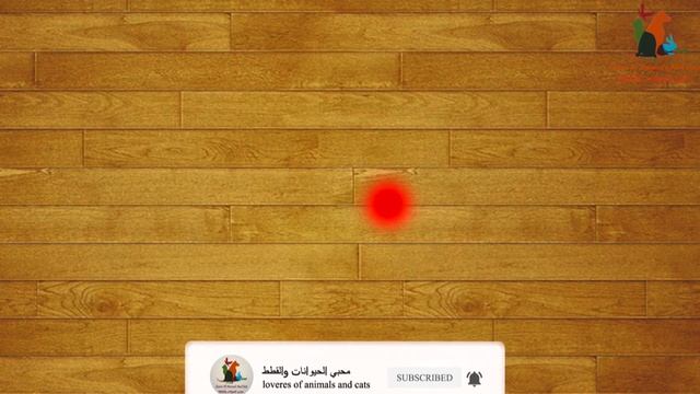 لعبة الليزر للقطط (العاب للقطط) CAT GAMES - LASER CHASER FOR CATS смотреть онлайн