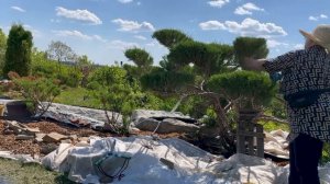 Стрижка Ниваки на можжевельнике казацком.#садтатьяны #сад #ниваки #можжевельник #кусторез