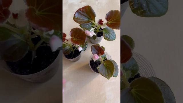 Бегония вечноцветущая #бегония #комнатные_саддача смотреть онлайн