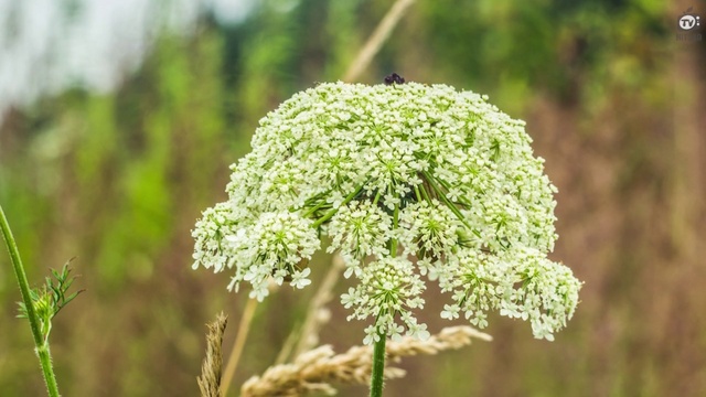 Кофе и заменители