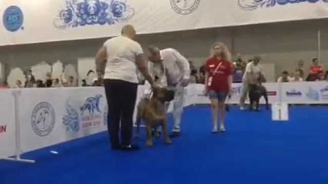 Канарский дог Чемпионат Мира 2016 кобели открытый класс смотреть онлайн