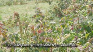 Сорт малины Поклон Казакову. Описание сорта ремонтантной малины Поклон Казакову от соавтора сорта.