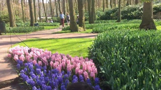 Keukenhof Gardens 2019 - Tulip Fields in Amsterdam смотреть онлайн
