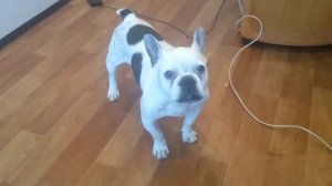 Песни французского бульдога