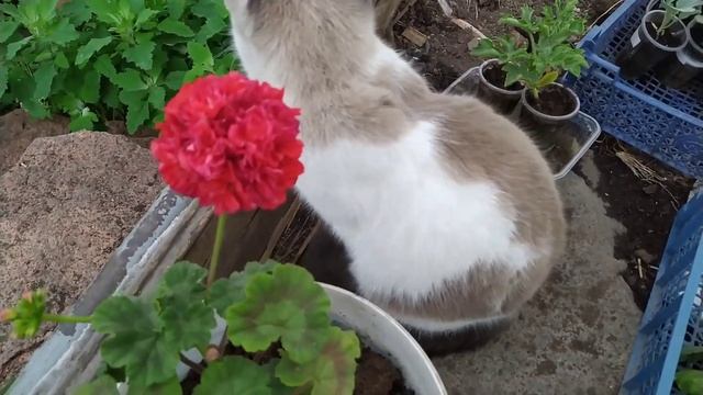 Необыкновенной красоты пион и первые огурчики #лето#пион#цветы #flowers#пионы смотреть онлайн