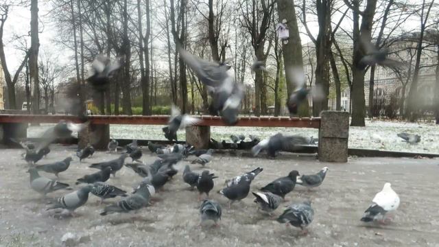 С днём рождения, Инна! смотреть онлайн