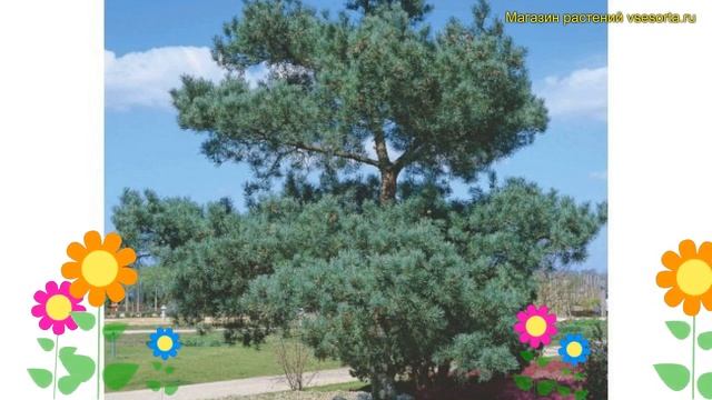 Сосна обыкновенная. Краткий обзор, описание характеристик pinus sylvestris Glauca смотреть онлайн