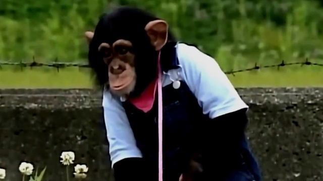 Умная Обезьяна В Японии смотреть онлайн