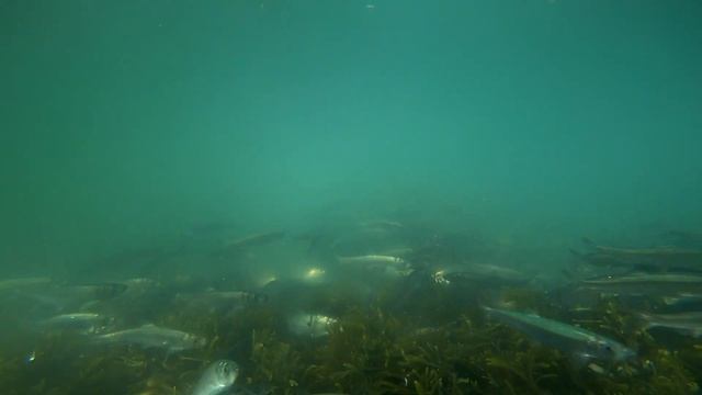 Dance Of The Herring, Herring Spawn, Hornby Island, BC