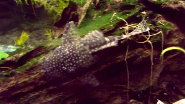 Bristlenose Catfish (ancistrus Temminckii )