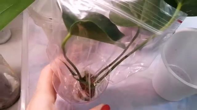 Комнатные цветы. Обзор растущих во мхе. Живой мох в цветоводстве. смотреть онлайн