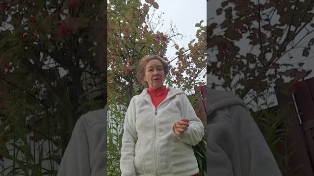 калина свойства выводить из организма нитриты