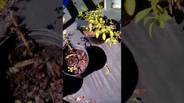 Growing Stevia , ( sweetleaf ) смотреть онлайн