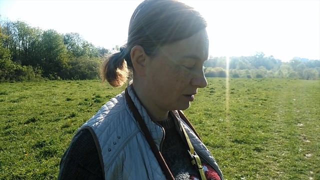 DogVlog: Много собак + много разговоров. Колли длинношёрстный. смотреть онлайн