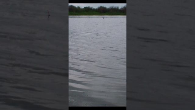 Ловля крупной плотвы. Рыбалка на поплавок. смотреть онлайн