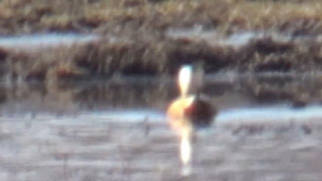 Огарь-красная утка. Сибирь. Озера Хакасии. смотреть онлайн