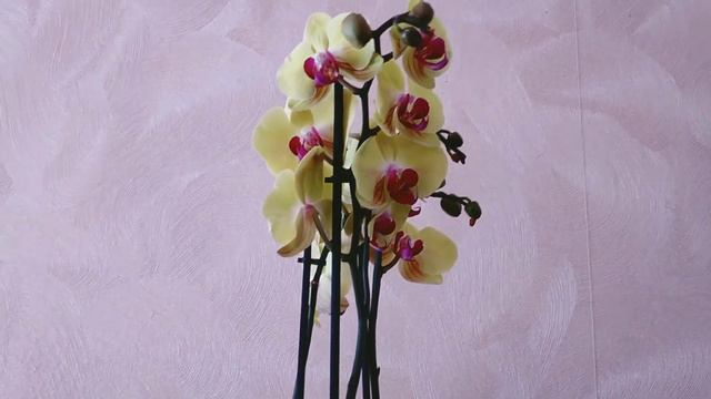 Орхидея Solid gold. Новинка смотреть онлайн