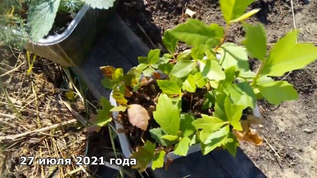 Платан из семян. смотреть онлайн