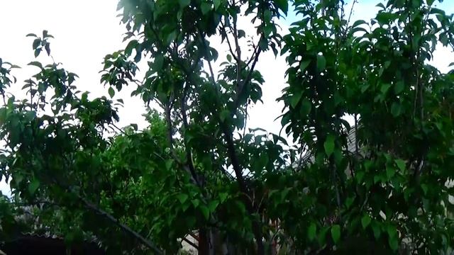 Чтобы был высокий урожай фруктов, - нужно поработать в саду!! Не упустите момент!! смотреть онлайн