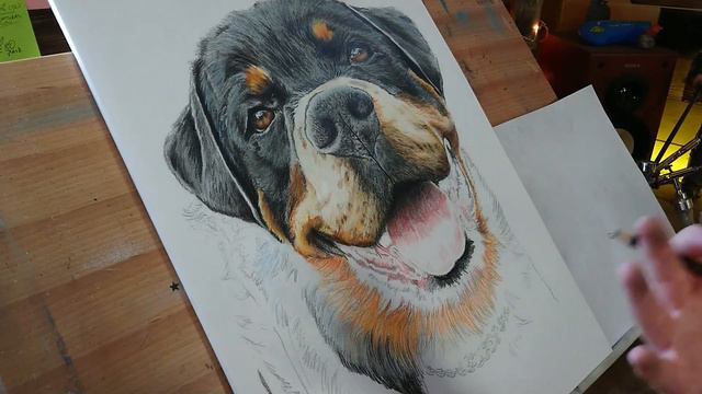 Rottweiler portrait art - how to draw realistic fur смотреть онлайн