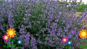 Котовник фассена Сикс Хиллз Гиант. Краткий обзор, описание характеристик, где купить саженцы