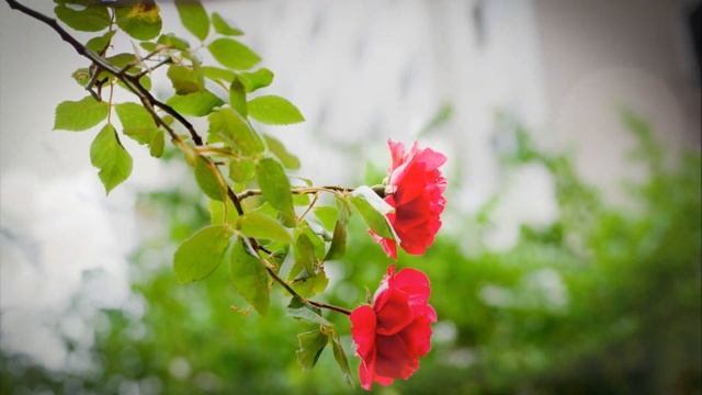 [Beautiful images] 백만송이 장미 - IS (Infinite of Sound) 가야금 국악 смотреть онлайн