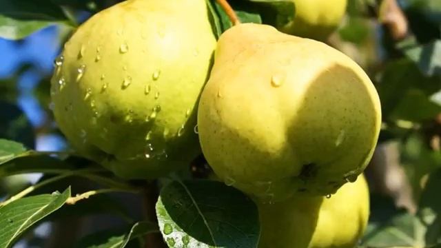 ГРУША СОРТА АВГУСТОВСКАЯ РОСА - описание смотреть онлайн