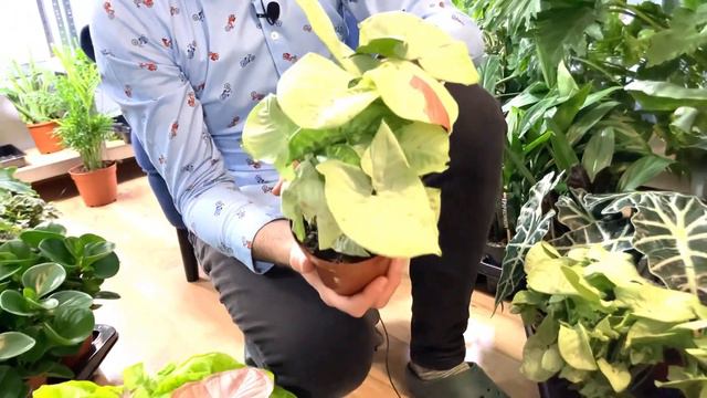 Dostawa roślin w Zielonym Pokoju z akcentem świątecznym.