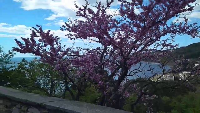 Багряник в Крыму смотреть онлайн