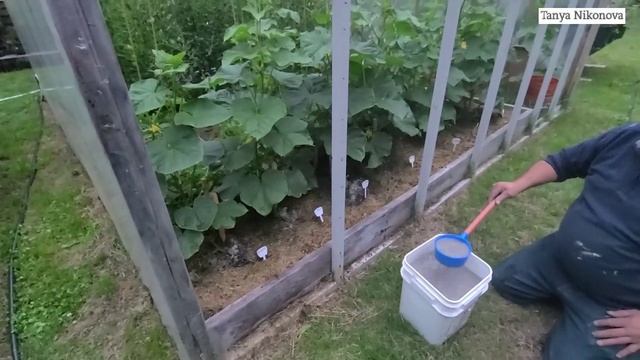 Скорая помощь. Эти подкормки для ОГУРЦОВ И ТОМАТОВ я делаю в момент цветения и созревания плодов. смотреть онлайн
