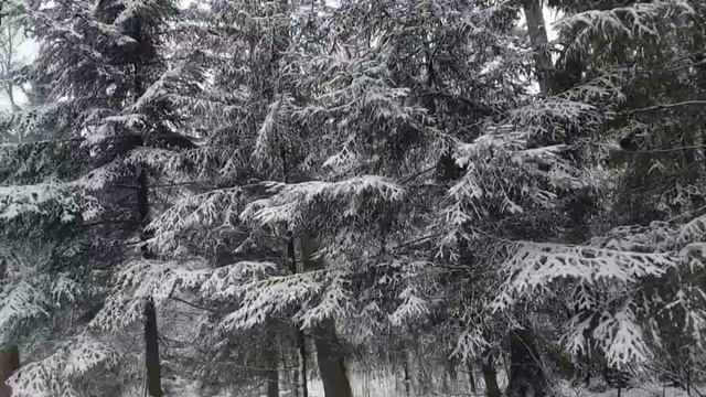 Прогулка в лесу смотреть онлайн