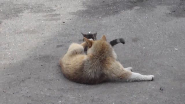 Кошка пристаёт к собаке. cat and dog смотреть онлайн