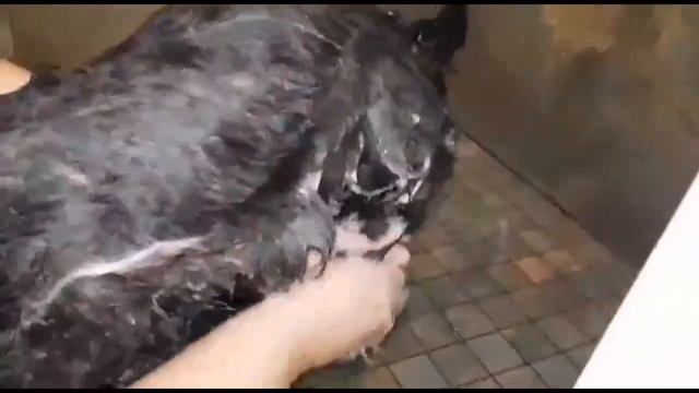 Добрые гости с подарками, сторожевая собака и стойкий инвалид. смотреть онлайн