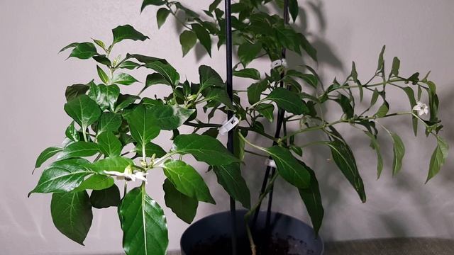 Острый перчик ? первое знакомство