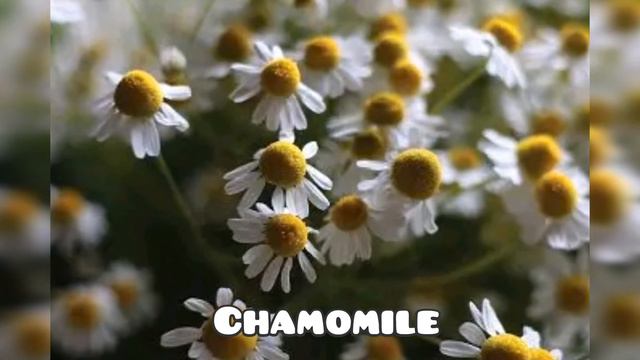 Indoor Plants for Anxiety and Depression |Absolutely beautiful смотреть онлайн